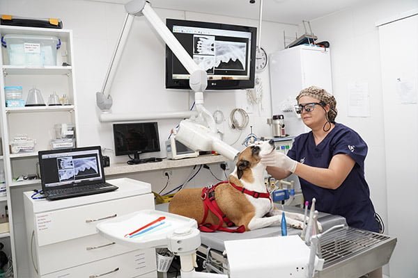 Dra. Mariana avaliando cachorro na sala de cirurgia da VetFace