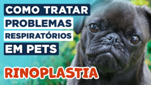 a-rinoplastia-para-tratar-problemas-respiratórios-em-cães-e-gatos