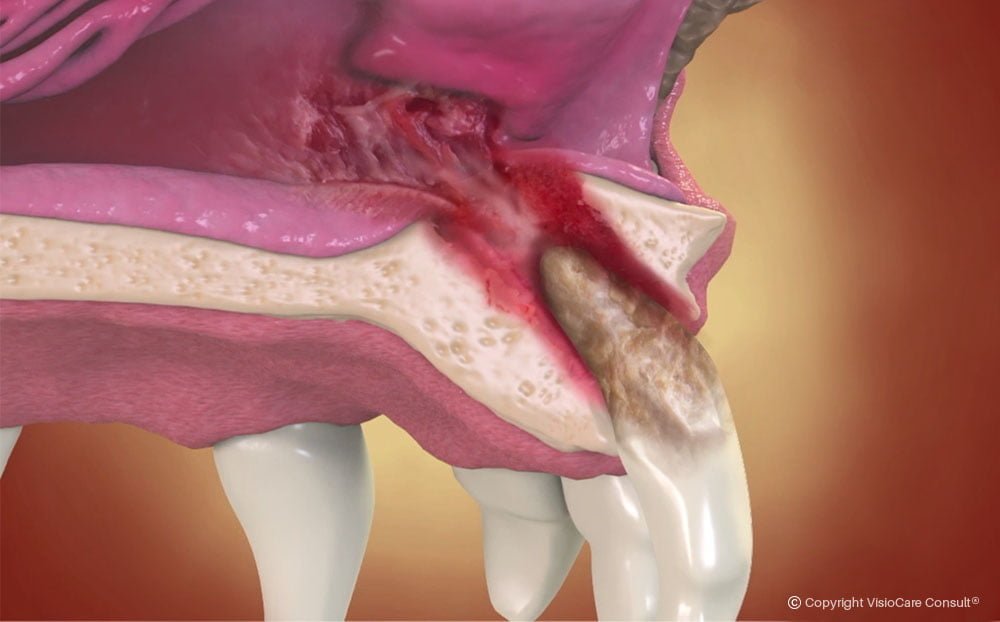 Destruição do osso causado pela periodontite nos dentes de um cachorro.