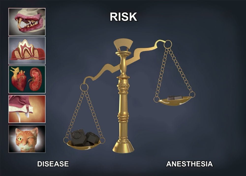 Riscos da anestesia em procedimentos odontológicos em pequenos animais.