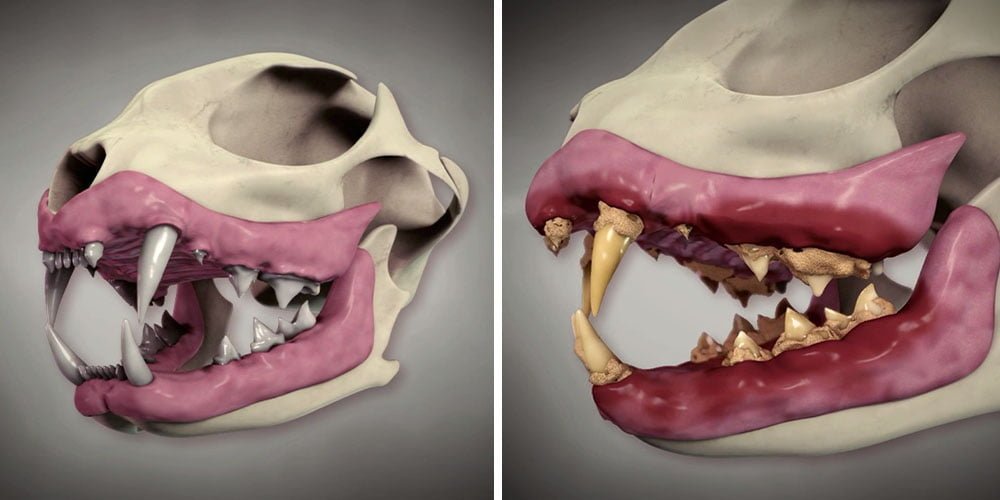 Acúmulo de tártaro nos dentes de um gato.