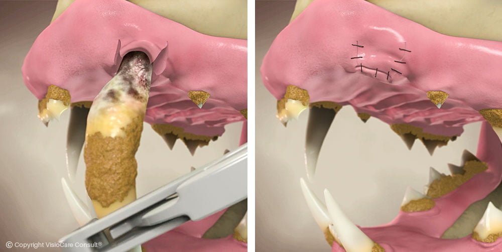 Extração dentária e fechamento da gengiva em boca de gato.