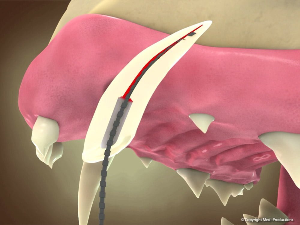 Restaurações Dentária em Pets na VetFace