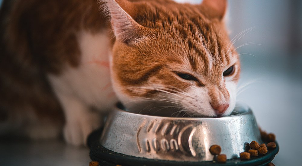 dificuldades para mastigar brinquedos e alimentos pode ser sinal de problemas dentários em pets