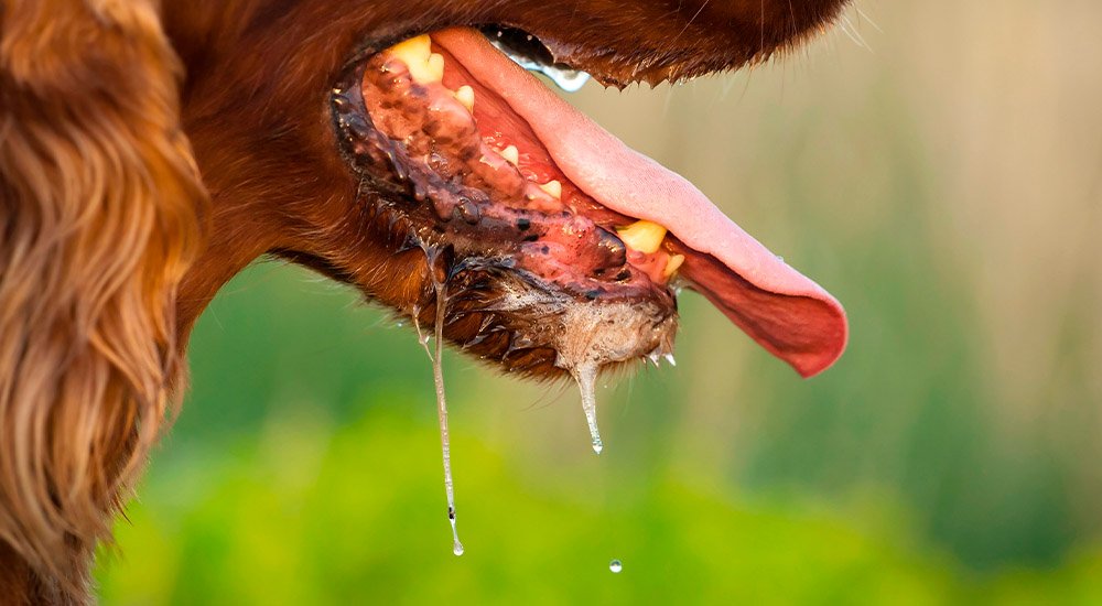 Excesso de saliva pode indicar problemas dentários em pets