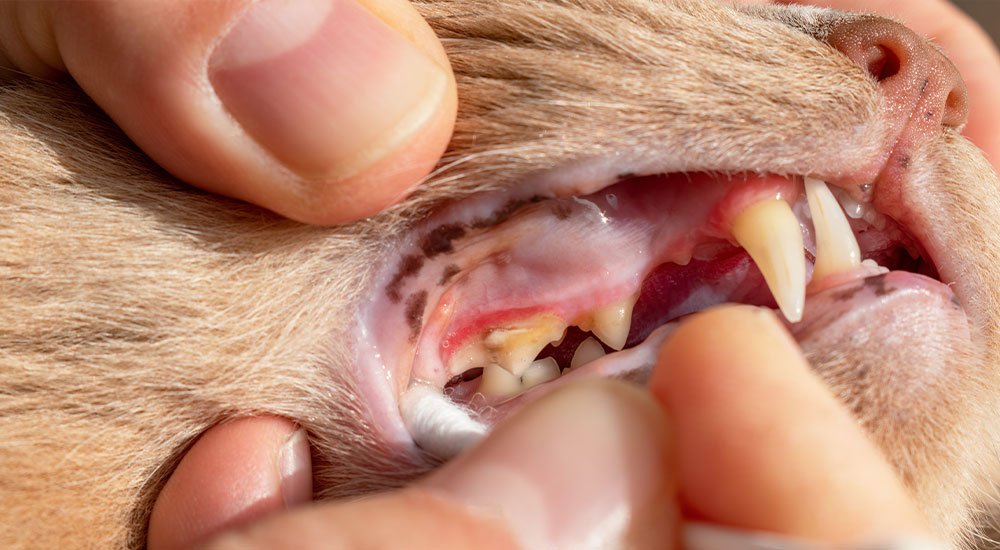 exame dentário em gatos