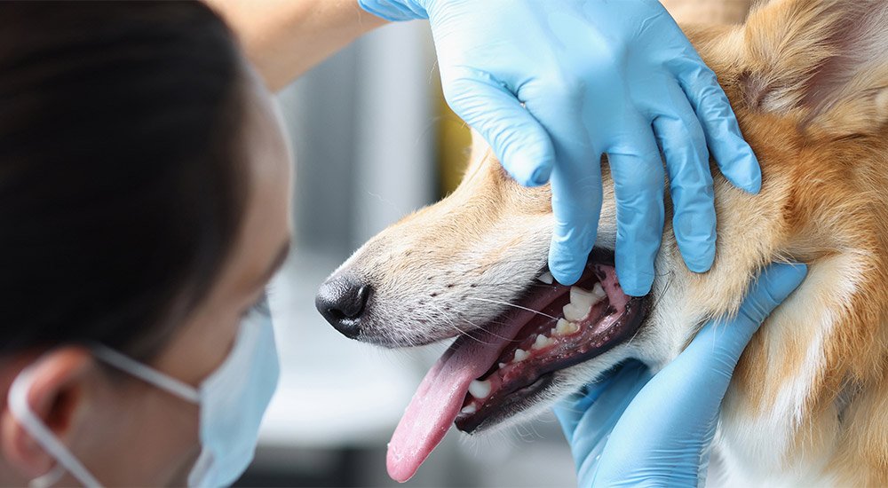 exame dentário em cães