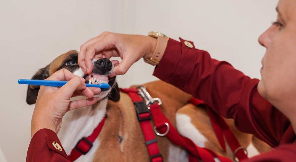 cuidados com saúde oral de pets para prevenção de problemas dentários