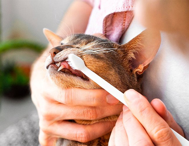 Saiba como realizar a escova dentária corretamente em seu Pet