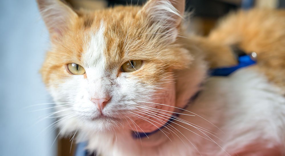 gato com abscesso dentario
