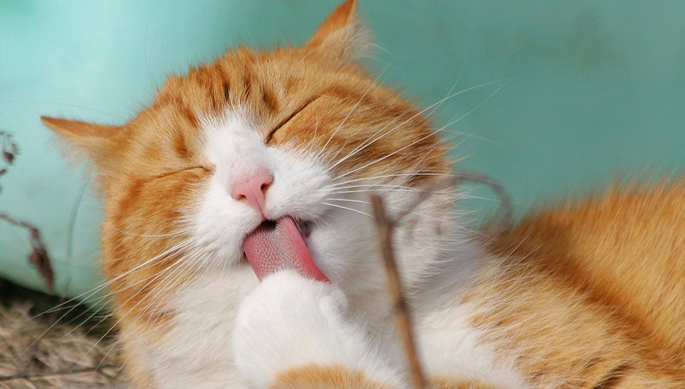 gato com saúde bucal em dia