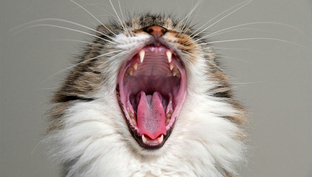 gato com saúde bucal em dia