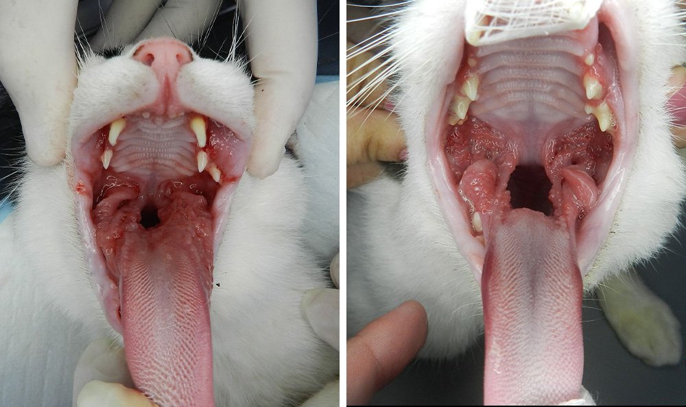 antes e depois da gengivoestomatite felina