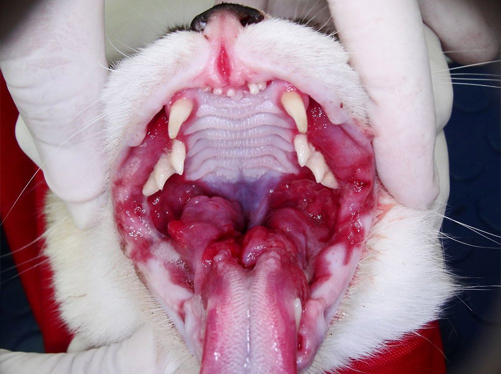 gato com gengivoestomatite