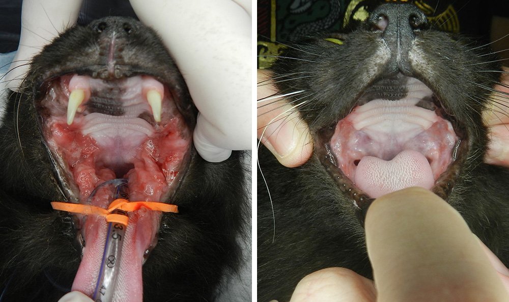 gato antes e depois da gengivoestomatite
