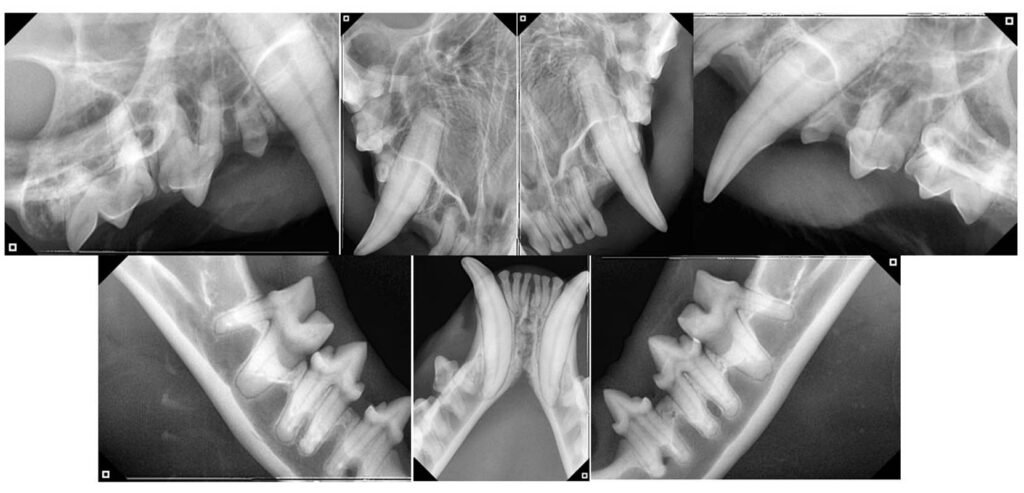 Radiografia para realização de limpeza dentária