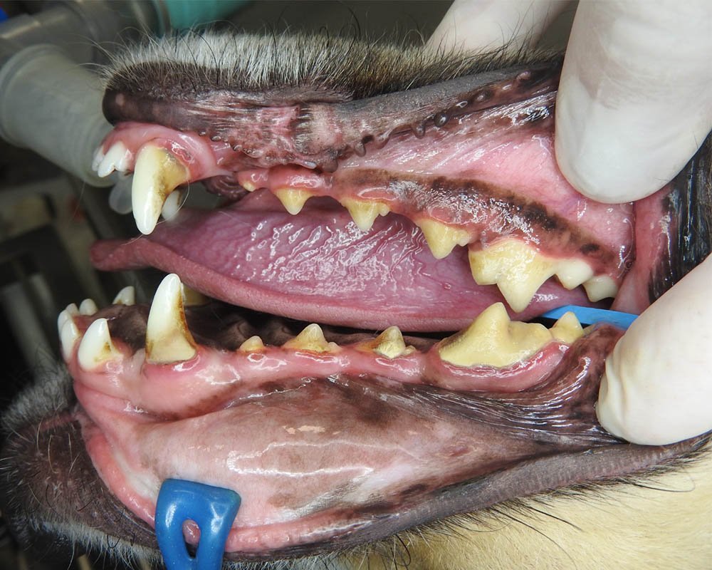 dentes de um cachorro antes da profilaxia dental