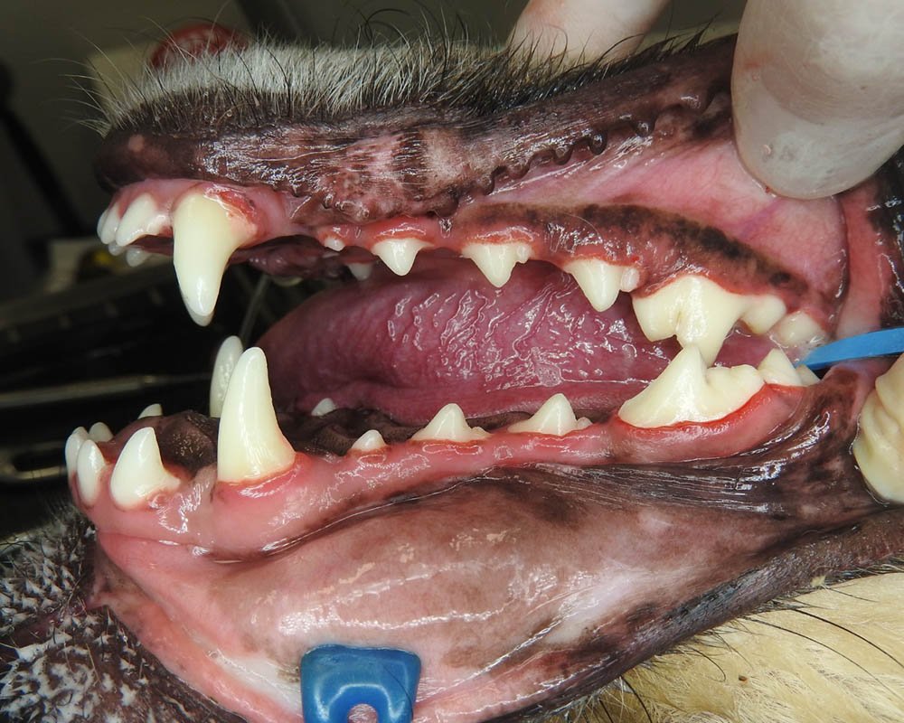 dentes de um cachorro após a profilaxia dental
