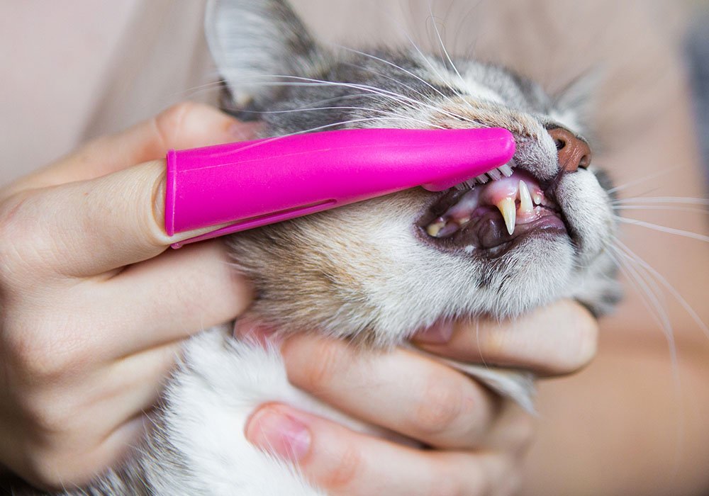 Escovação dental em gato