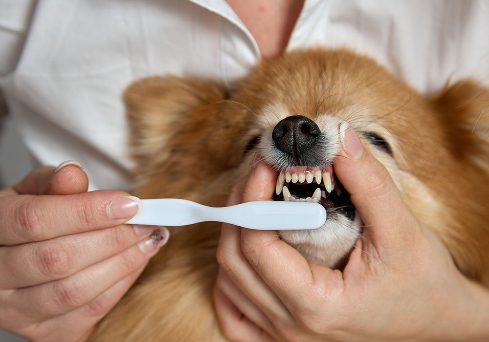 Cão de pequeno porte recebendo cuidados dentários