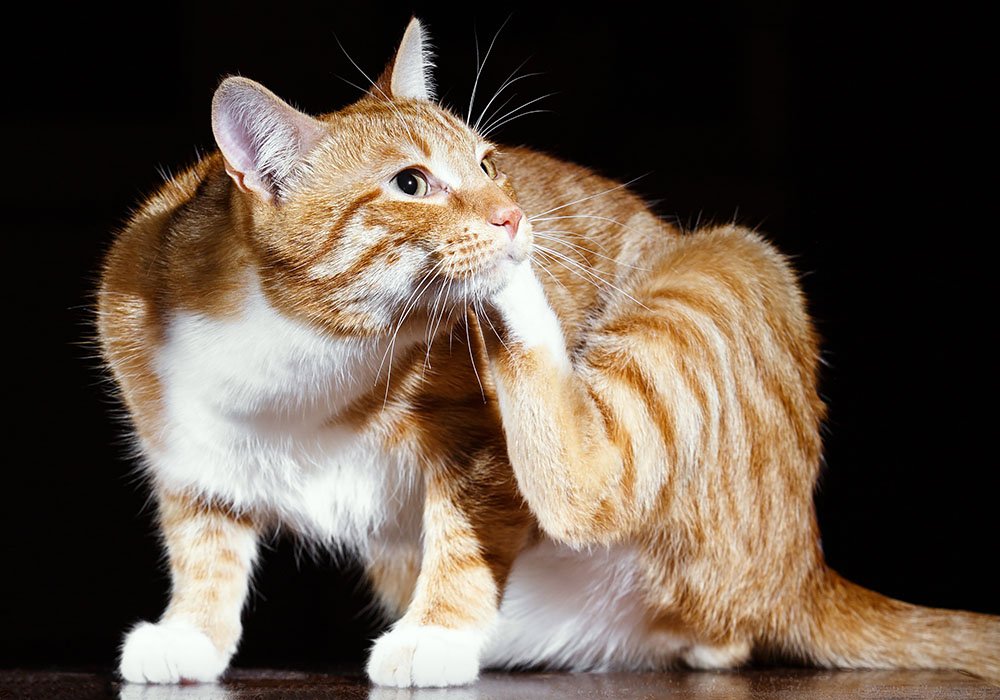Gato coçando rosto com a patinha