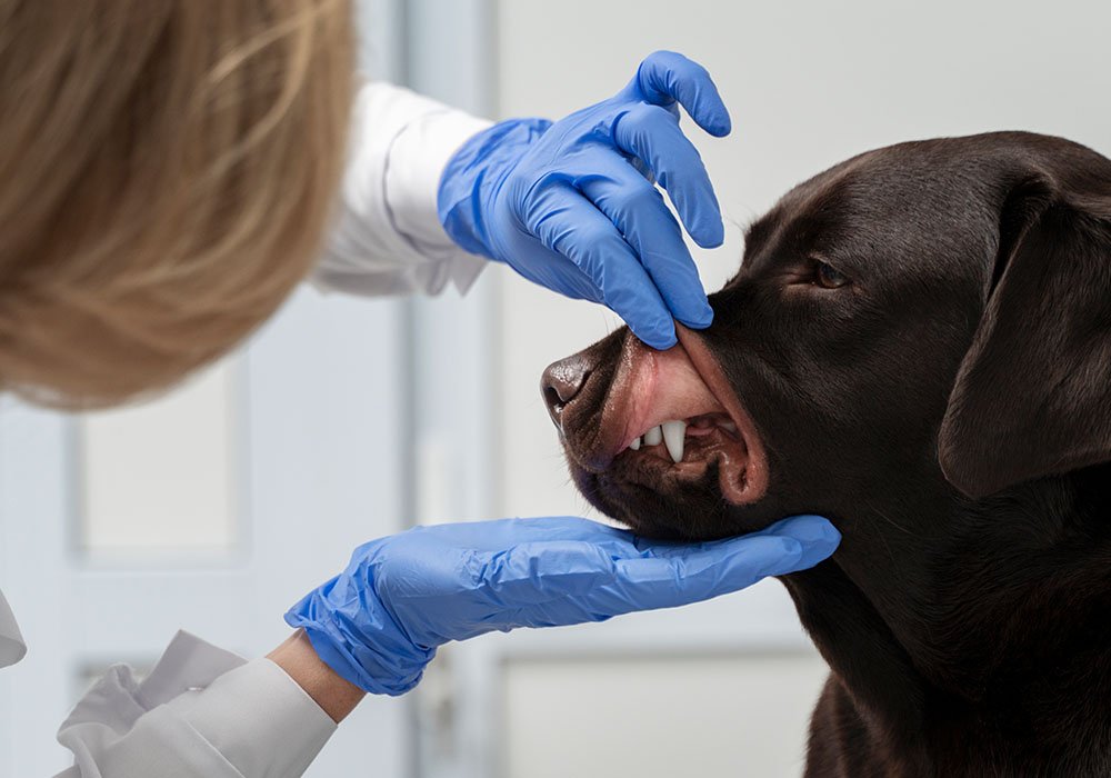 Veterinária avaliando a saúde bucal de um cão