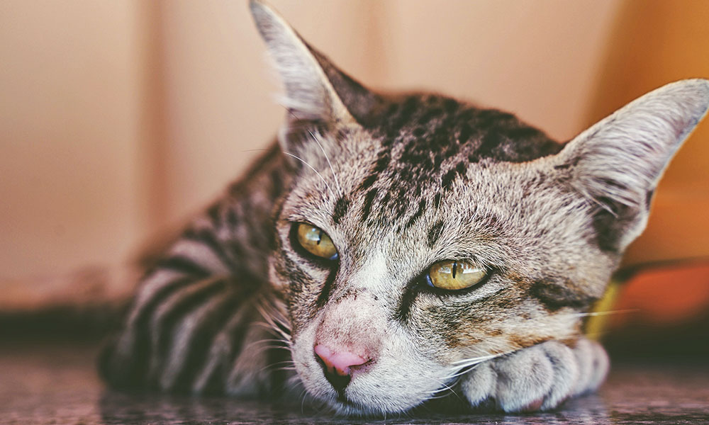 gato com comportamento anomal, deprimido 