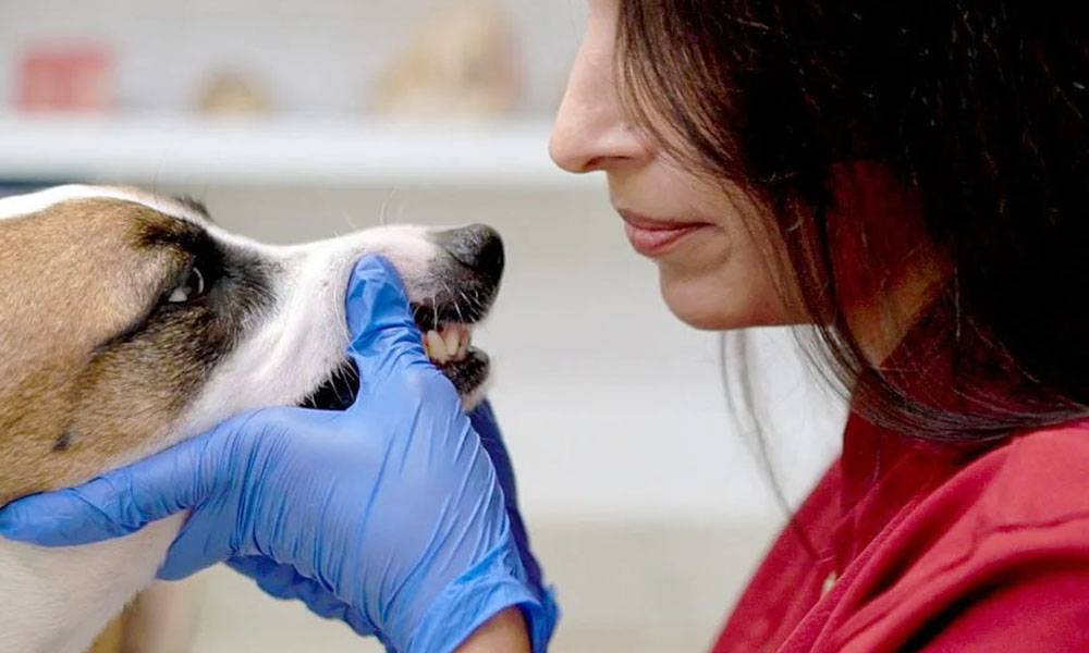 Veterinária examinando face de um cão