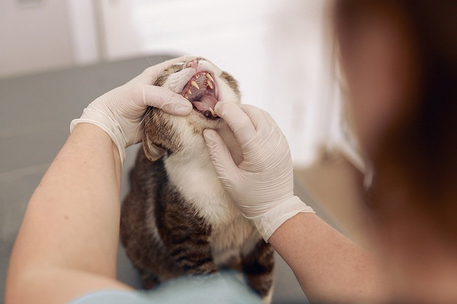 gato sendo examinado no consultório