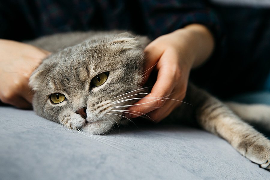 gato deitado com sintomas de reabsorção dentária