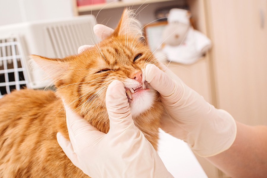 gato durante consulta no veterinário